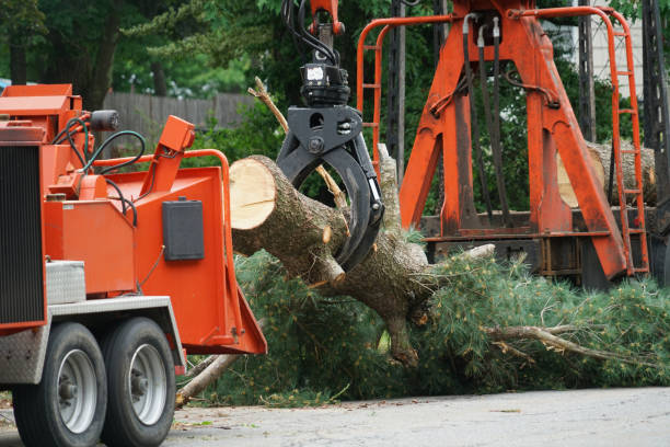 Best Commercial Tree Services  in King George, VA